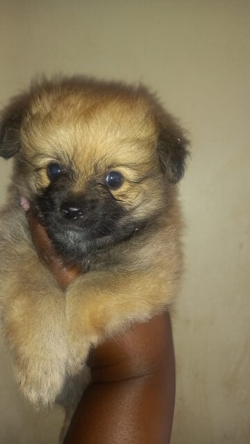Pomeranians And Pomshis Available. Come Get Them.