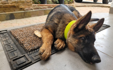 Purebred German Shepherd Dogs