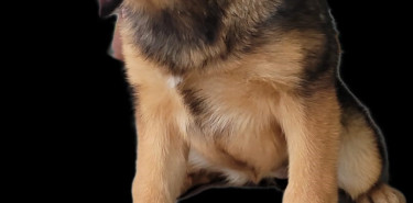 Purebred German Shepherd Dogs