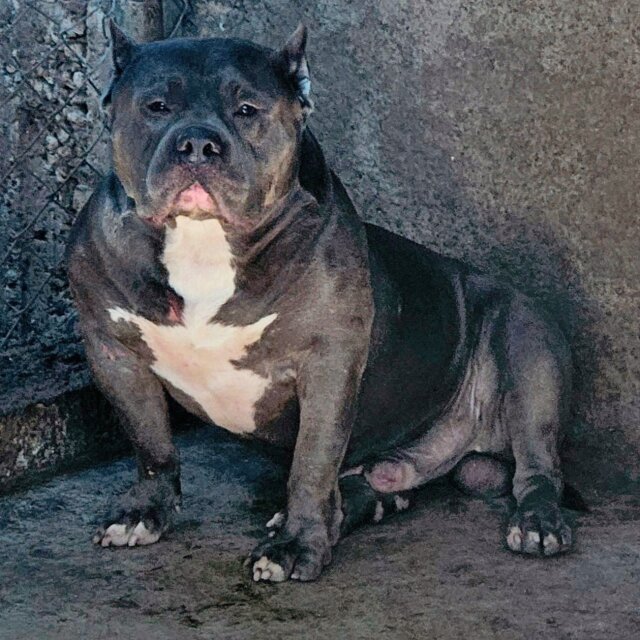 American Bully Up For Stud.
