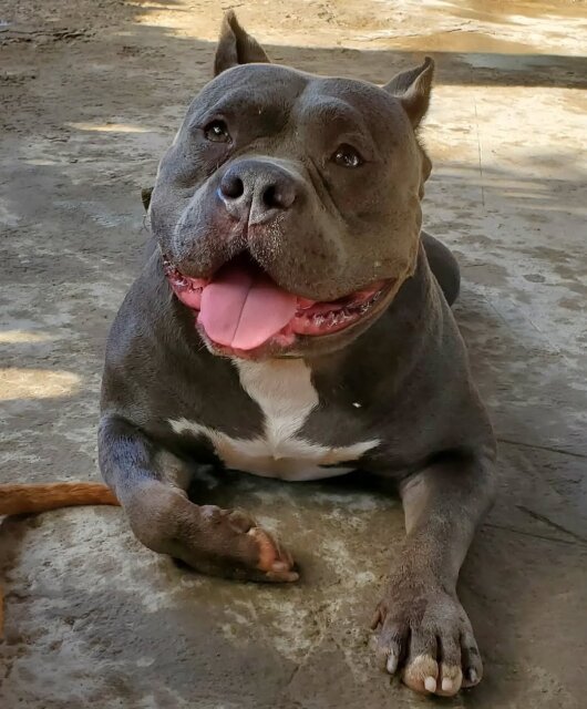 American Bully Up For Stud.