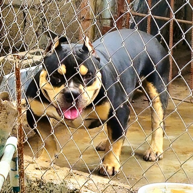 Tricolour American Bully Up For Stud