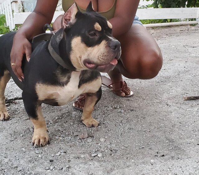 Tricolour American Bully Up For Stud