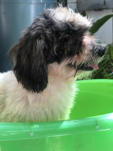 PREGNANT Shih Tzus Poodle For Sale GOING FAST