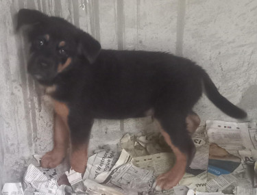 Rottweiler /Akita Mix Male Pup