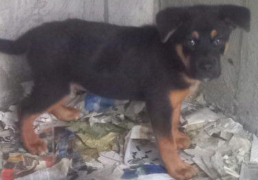Rottweiler /Akita Mix Male Pup