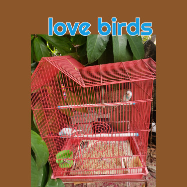 Pair Of Love Birds With Cage