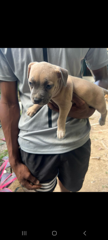Pitbull/Bully Puppy For Sale 