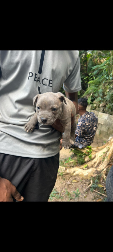 Pitbull/Bully Puppy For Sale 