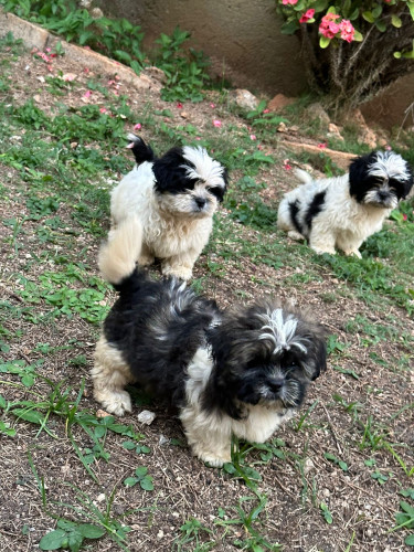 Shih-Poo