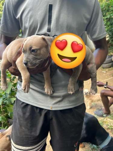 American Bullies Puppies Located In Kingston 