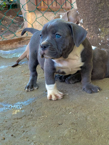American Bully Pups Contact For More Info 