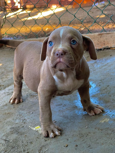 American Bully Pups Contact For More Info 