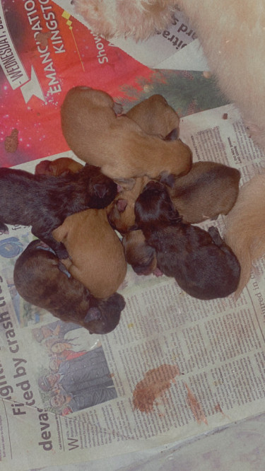 Shitzu Pomeranian Puppies Ready In 6 Weeks