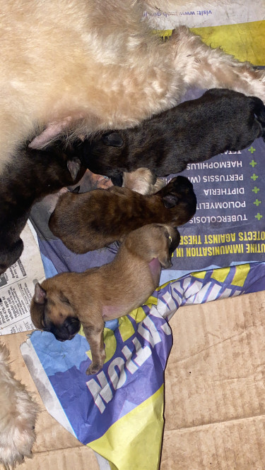 Shitzu Pomeranian Puppies Ready In 6 Weeks