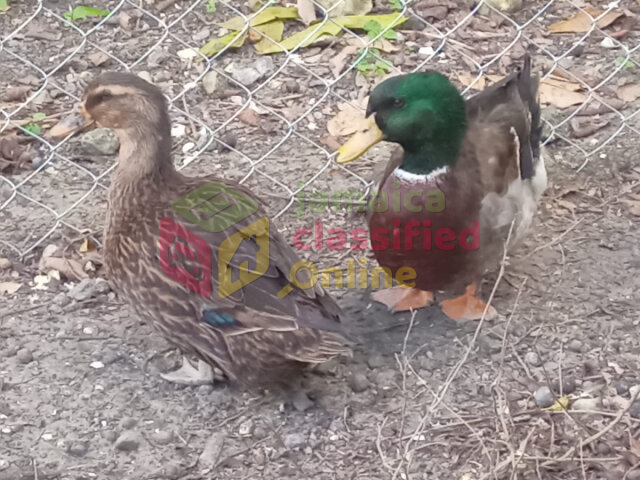 Mallard Ducks Per Pair