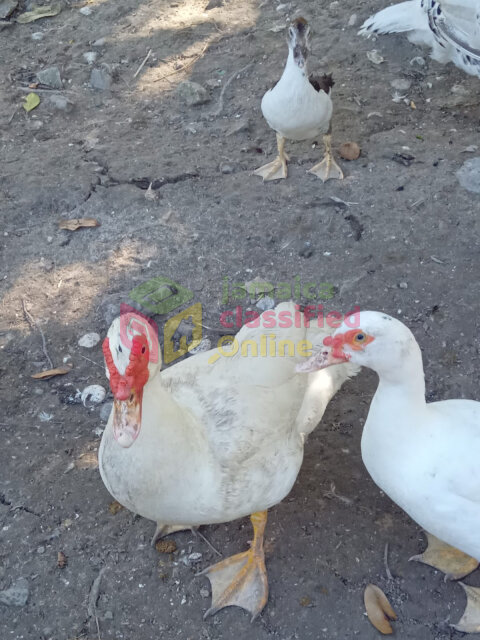 Muscovy Ducks,  Different Sizes