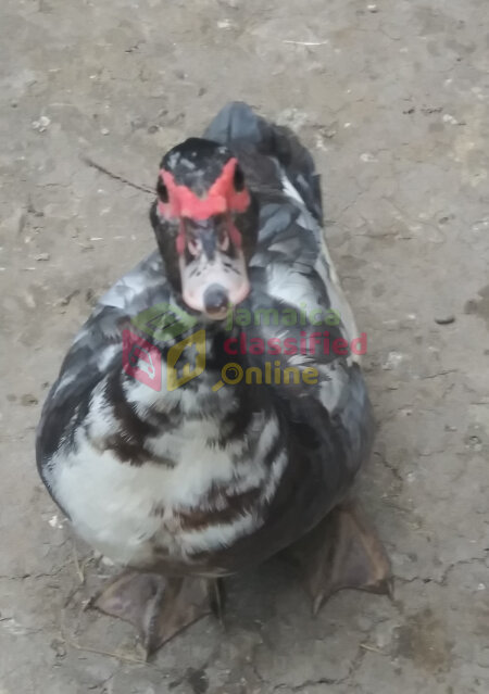 Muscovy Ducks,  Different Sizes