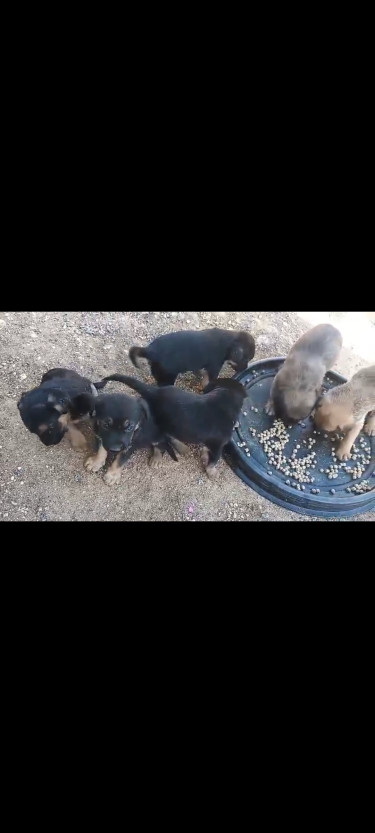 Shephard Puppies Available 
