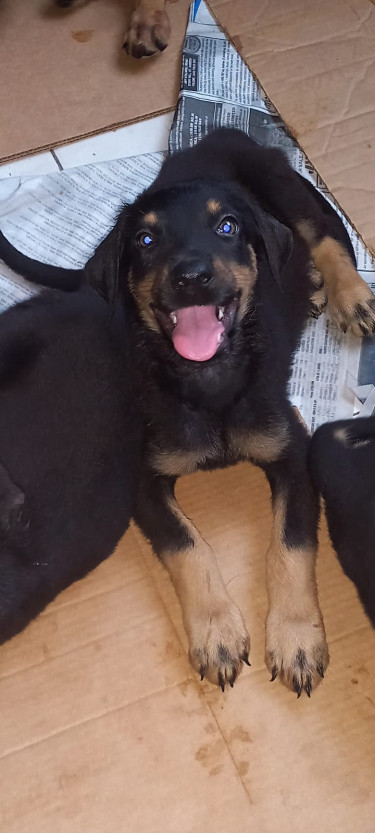 For Sale: $20K Mixed Ger. Shep. +Rottie Puppies