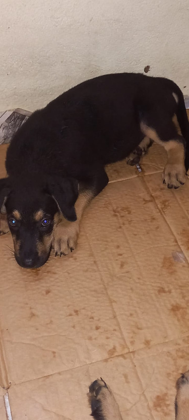 For Sale: $20K Mixed Ger. Shep. +Rottie Puppies