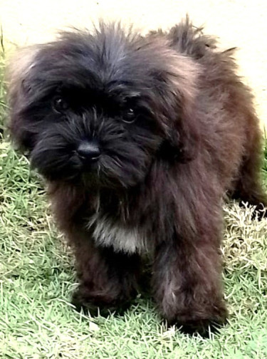 Shih-tzu And Small Poodle Mix