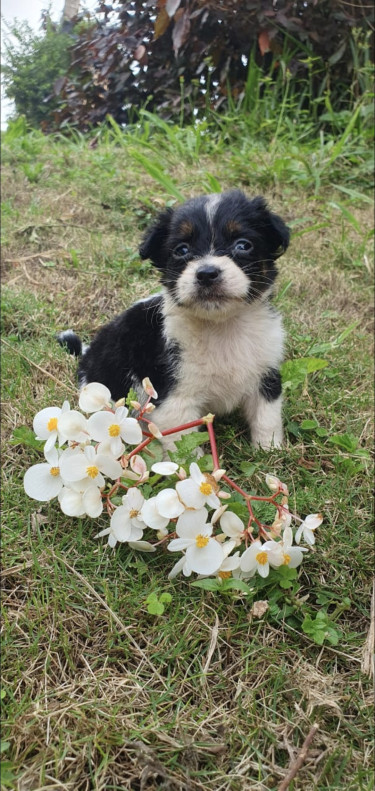 Chihuahua-shihtzu Mix Puppy For Sale Only 1 Left
