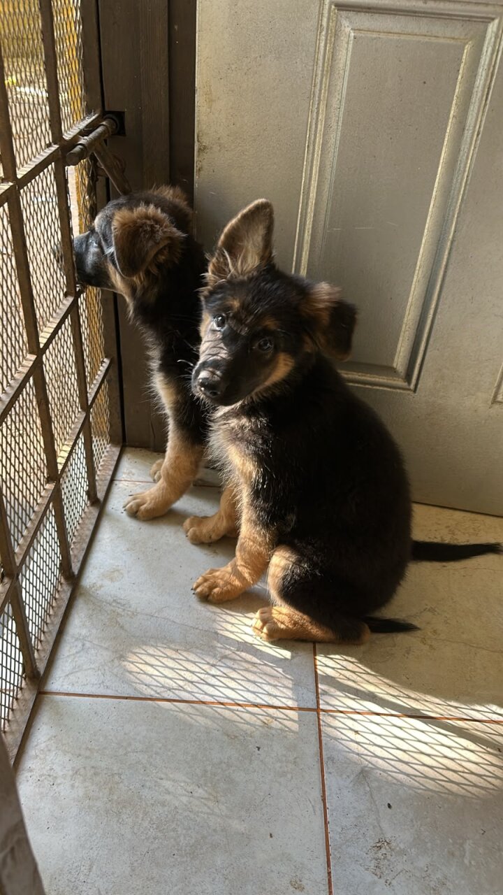 Full Breed German Shepherds Puppies For Sale