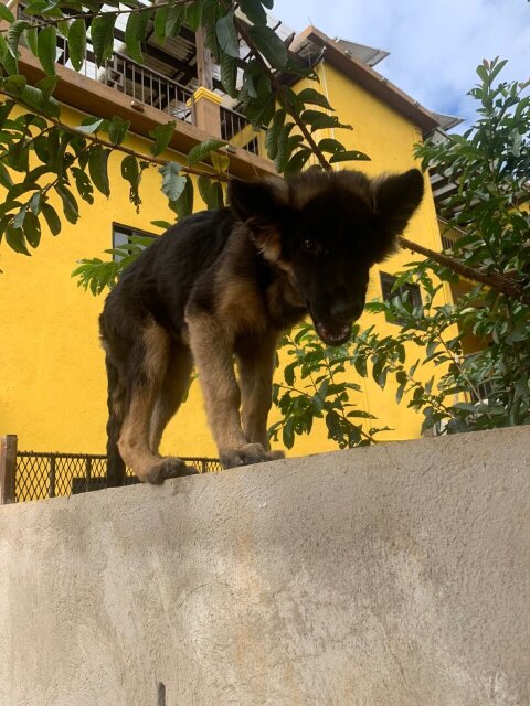 Full Breed German Shepherds Puppies For Sale