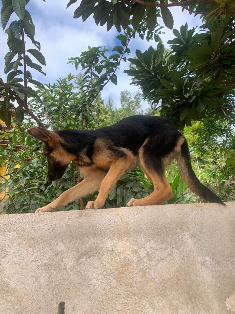 Full Breed German Shepherds Puppies For Sale