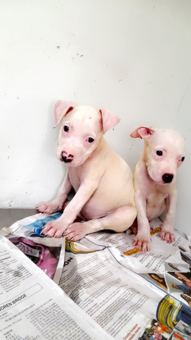 Pitbull Pups Up For Sale