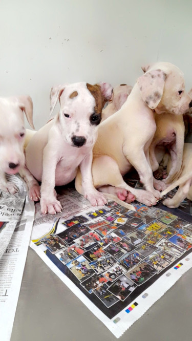 Pitbull Pups Up For Sale