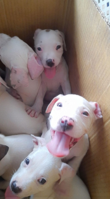 Pitbull Pups For Sale 8762921460