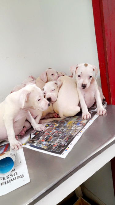 Pitbull Pups For Sale 8762921460