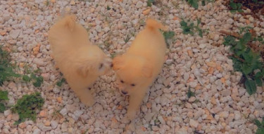 Small Breed Pomeranian Mix Puppies