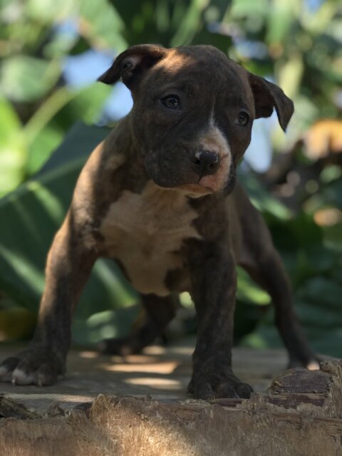 Available Female Bully Pups