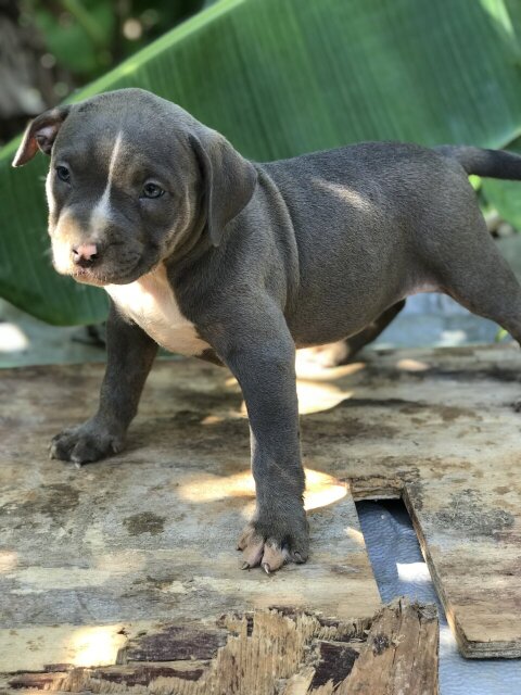 Available Female Bully Pups
