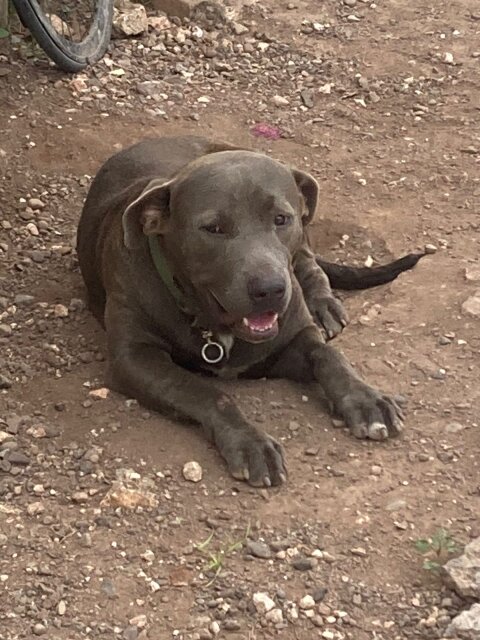 Stud Blue Breed Pitbull Mix With Rottweiler