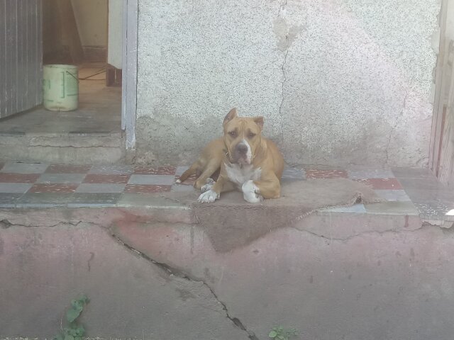 8mth Old Male Bully For Sale 50k Neg