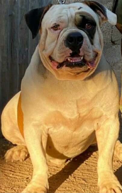 8mth Old Male Bully For Sale 50k Neg
