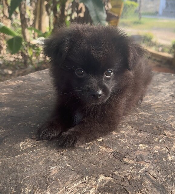 12 Weeks Old Pomeranian Papillon Mix Male Pup