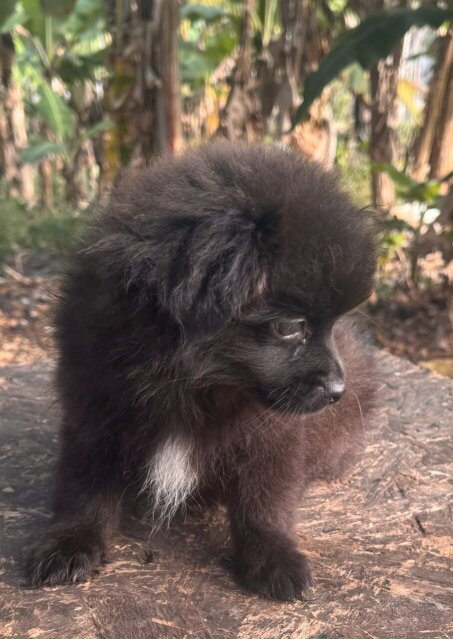 12 Weeks Old Pomeranian Papillon Mix Male Pup