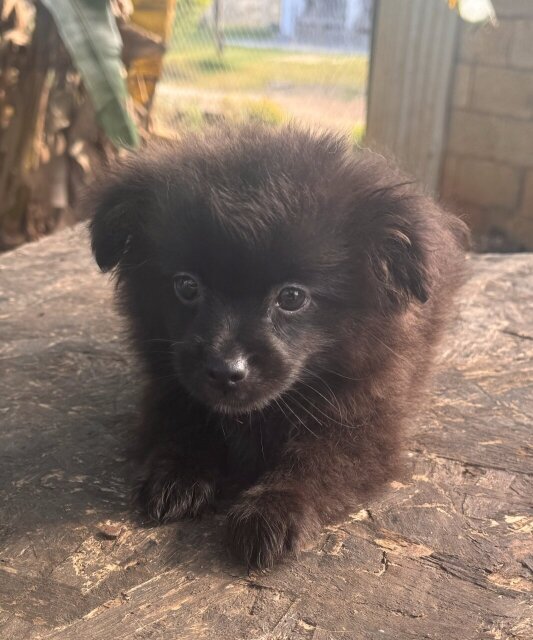 12 Weeks Old Pomeranian Papillon Mix Male Pup