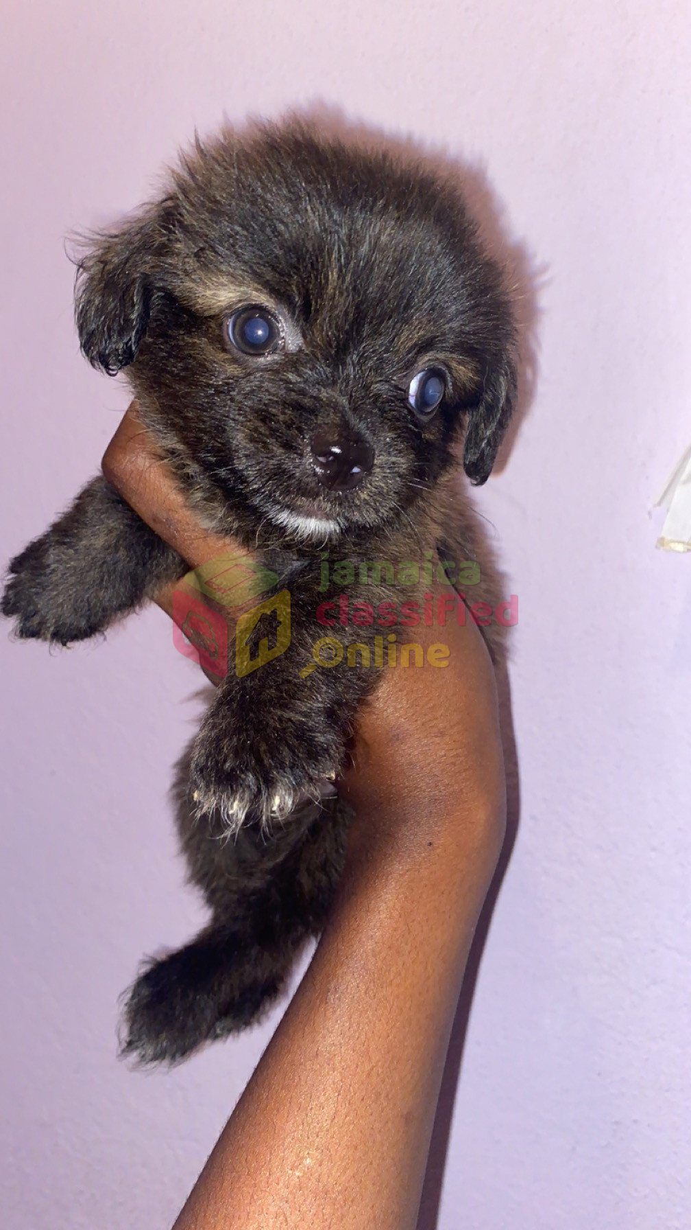 For Sale: Female Pomeranian Mixed Puppies Comes With Package - Half Way 