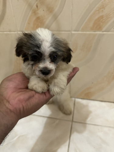 Shih-Poo Puppies Fully Vaccinated 