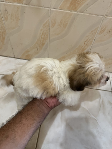 Shih-Poo Puppies Fully Vaccinated 