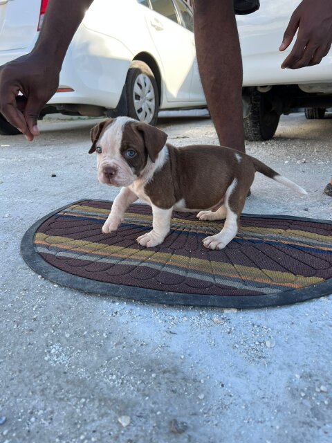 Pitbull Pups For Sale