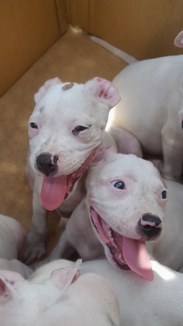 Pitbull Pups For Sale.cheap 8762921460