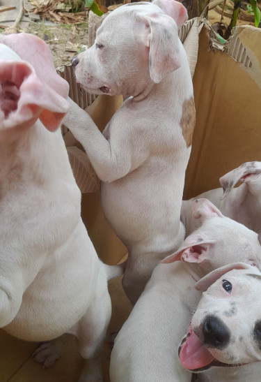 Pitbull Pups For Sale.cheap 8762921460