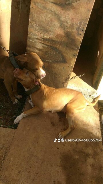 Obedient 3yrs Male And Female   Pitbulls ,